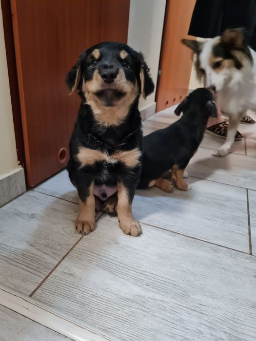 Pieski oddam za darmo w dobre ręce piesek szczenięta