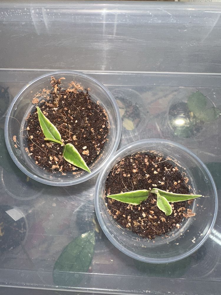 Hoya Bella Albomarginata хойя белла альбо