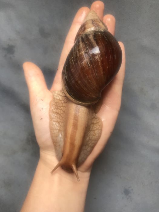 Улитки ахатина имакулята