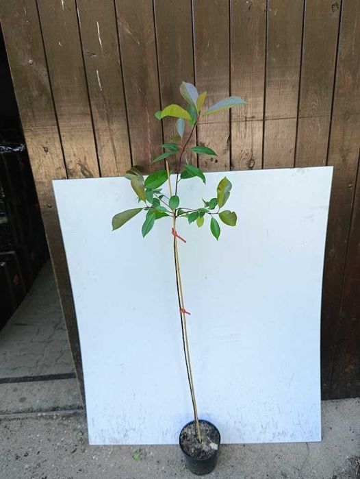 Głogownik red robin na kule na pniu.