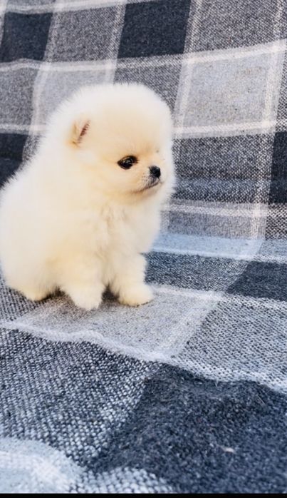 Настоящая куколка