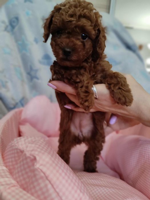 Pudel Toy dziewczynka chińska