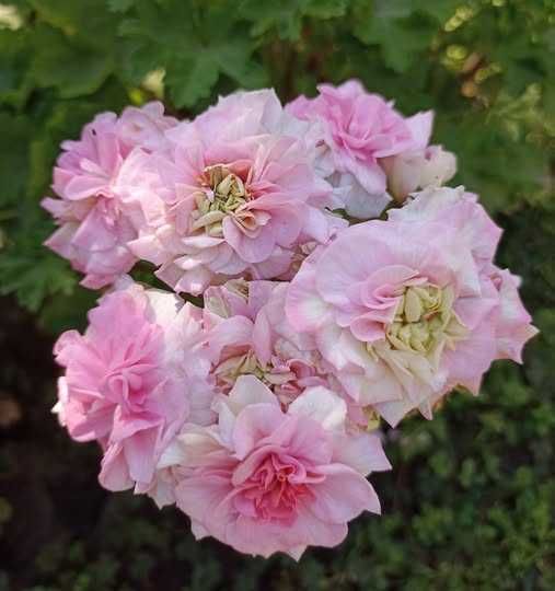 Пропоную чудові сорти махрових  пеларгоній з крупними квітами.