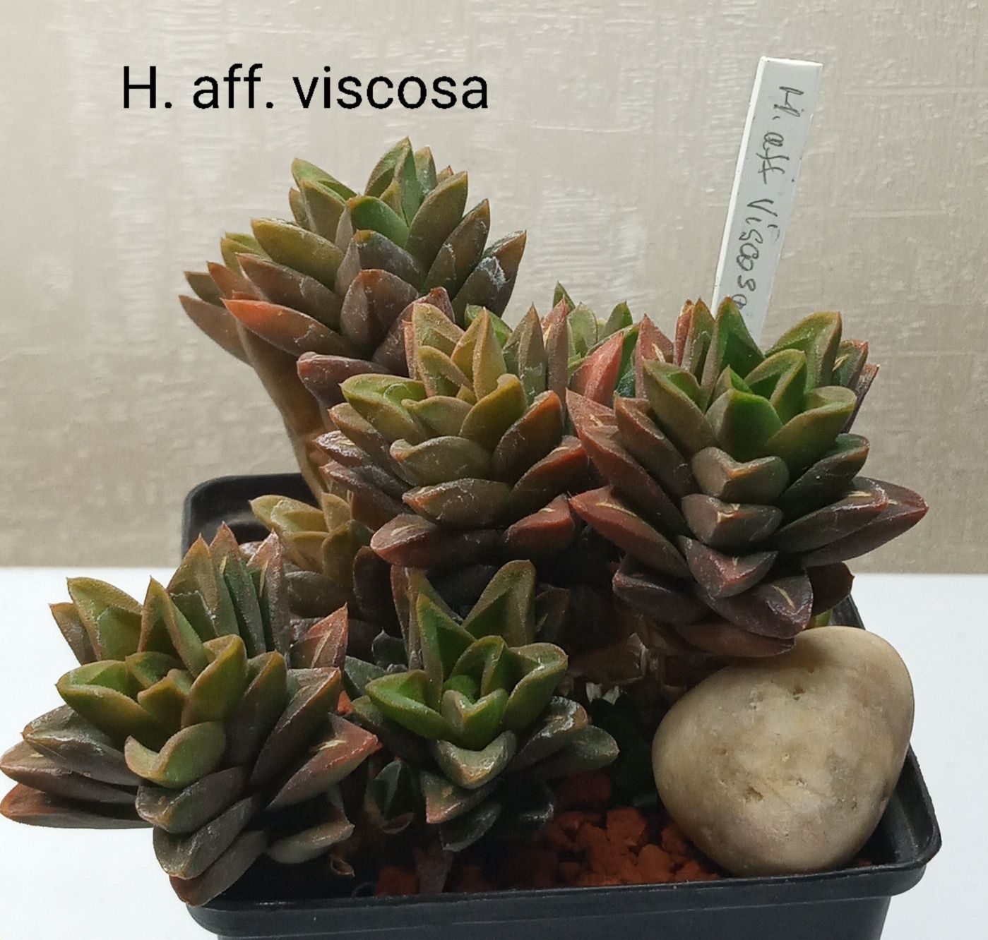 Хавортия (H. cooperi v. truncata)