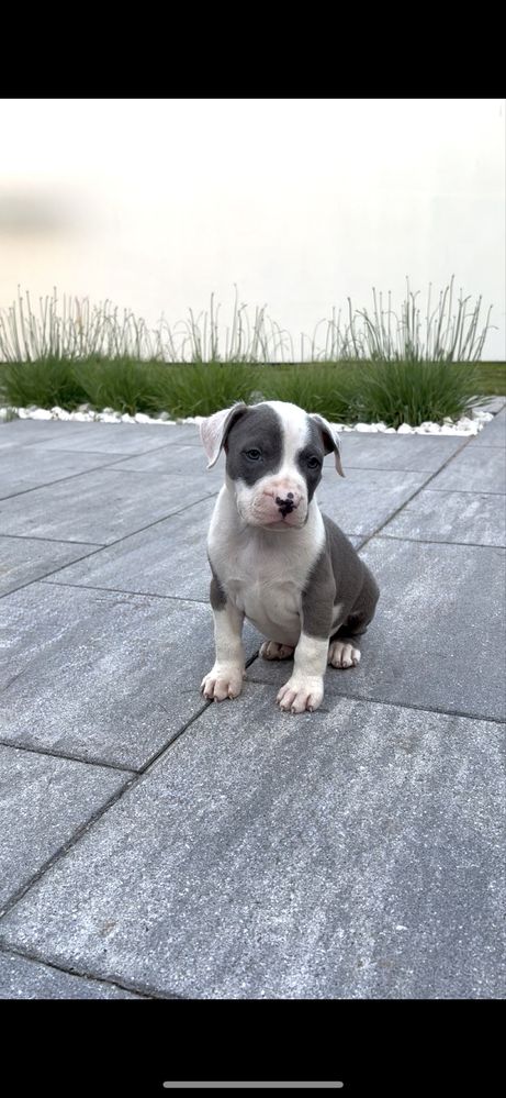Amstaff American Staffordshire Terrier