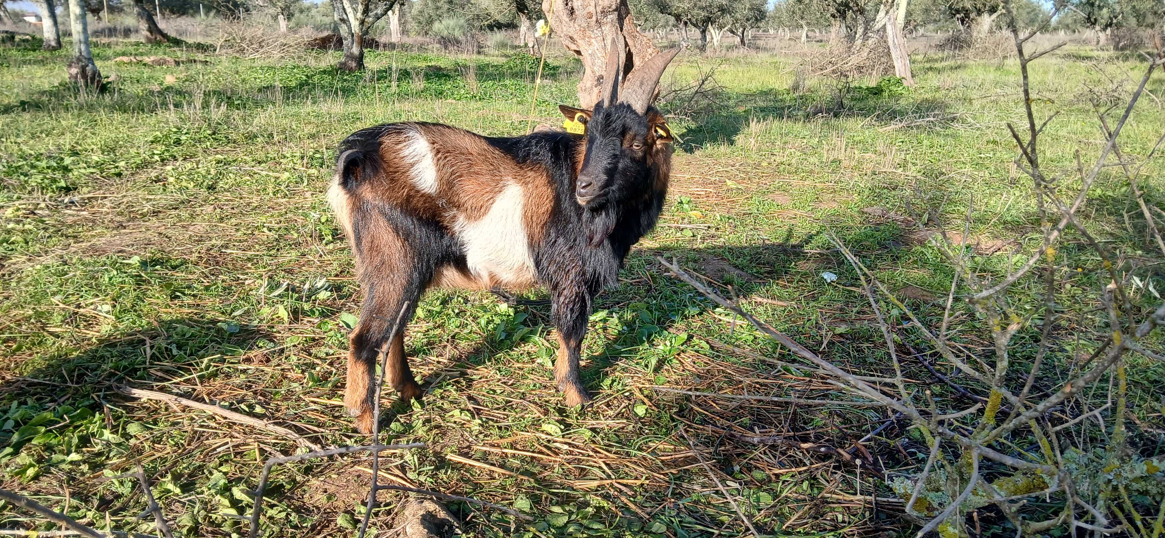Macho cruzado, bom reprodutor