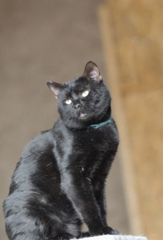 Чорный, котик Шнапс 2 года