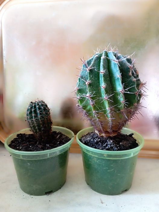 Хавортія, грошове дерево,  кактус, фікус, гібіскус,  молочай,