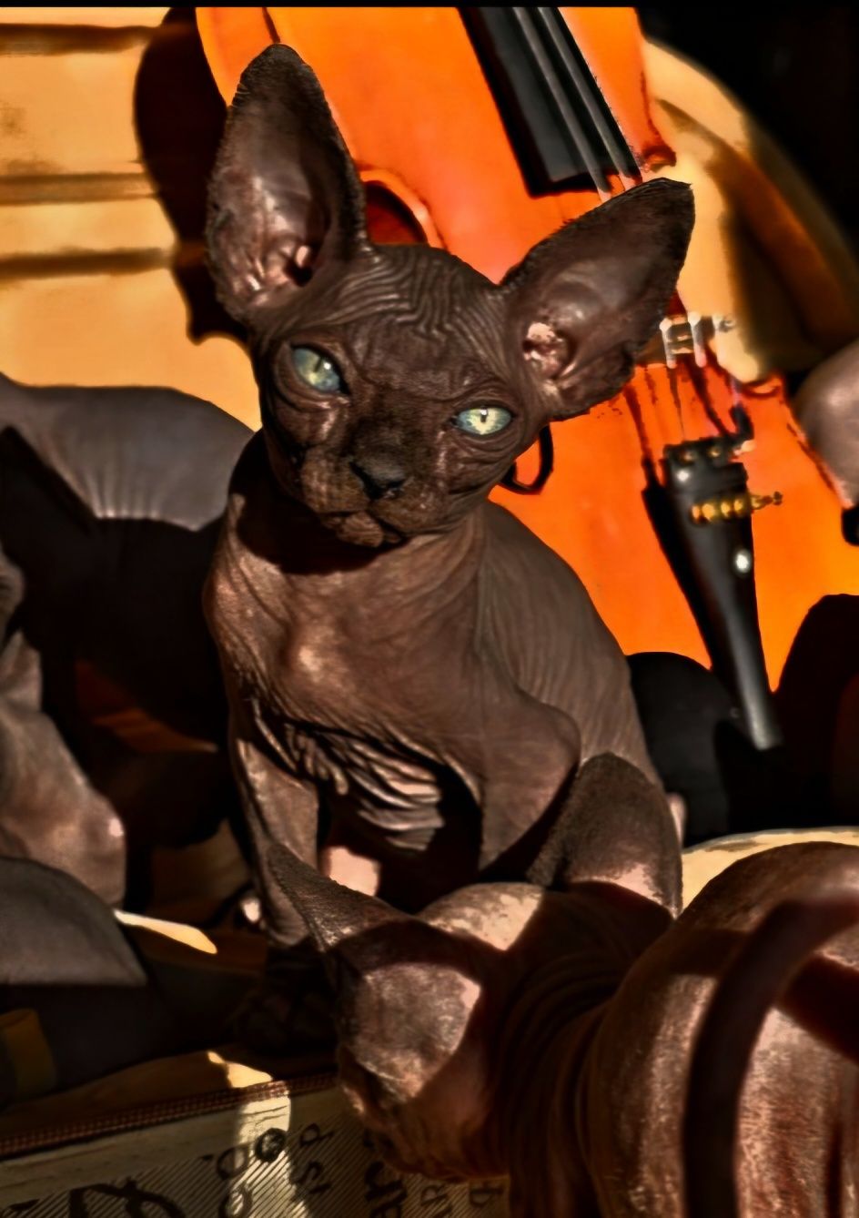 Przepiękny kot sfinks,sliczny kocurek  sphynx
