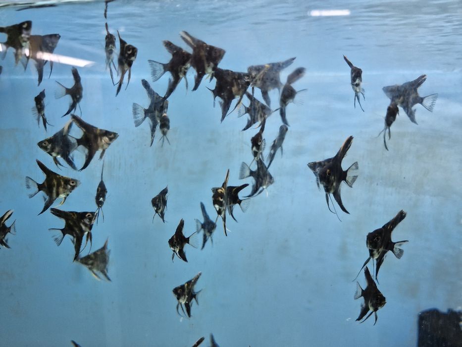 Escalares black marble