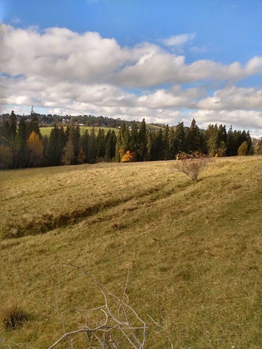 Atrakcyjna działka rolno-leśna! Sierockie-Zapasieka 38.5 . Dobra Cena!