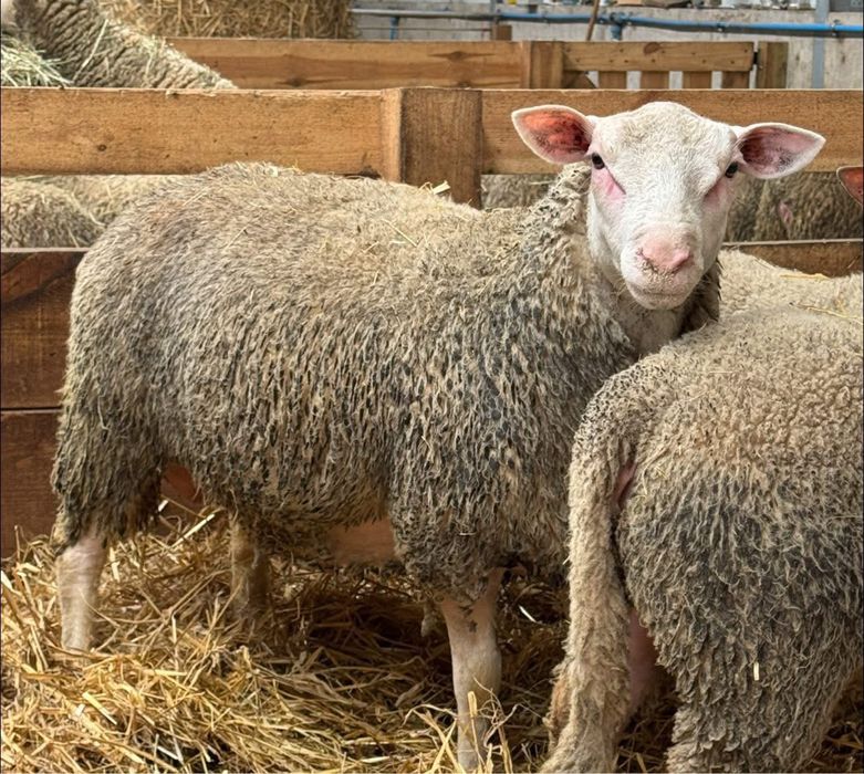 Jagnięta Charollais i Berrichon du cher, tryczki 2025