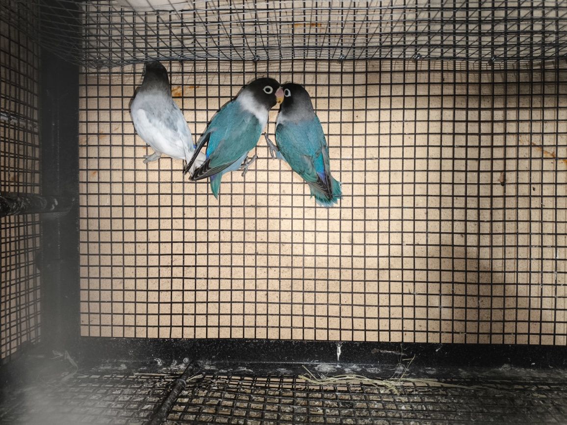 Agapornis Personatas