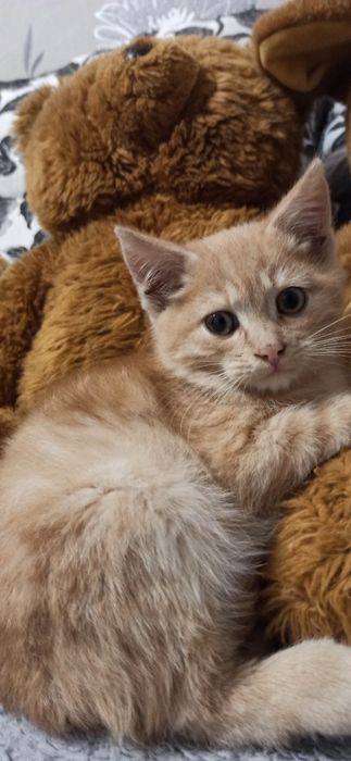 Котик-хлопчик, вік 2–2,5 місяці