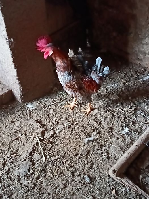 Vendo   fracas brancas  / cocós / coquichas / garnizes novas / gansos