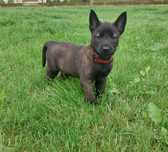 Owczarek belgijski  Malinois