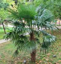 Trachycarpus Fortunei/Wagnerianus palma mrozoodporna do -16st C ! ! !