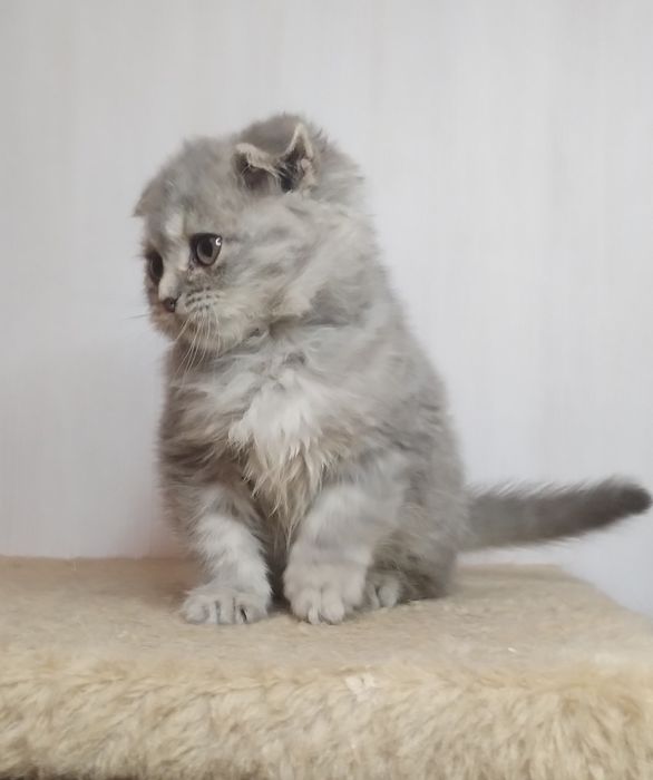 Чистокровний ідеальний шотландський принц з ВАКЦИНАЦІЄЮ