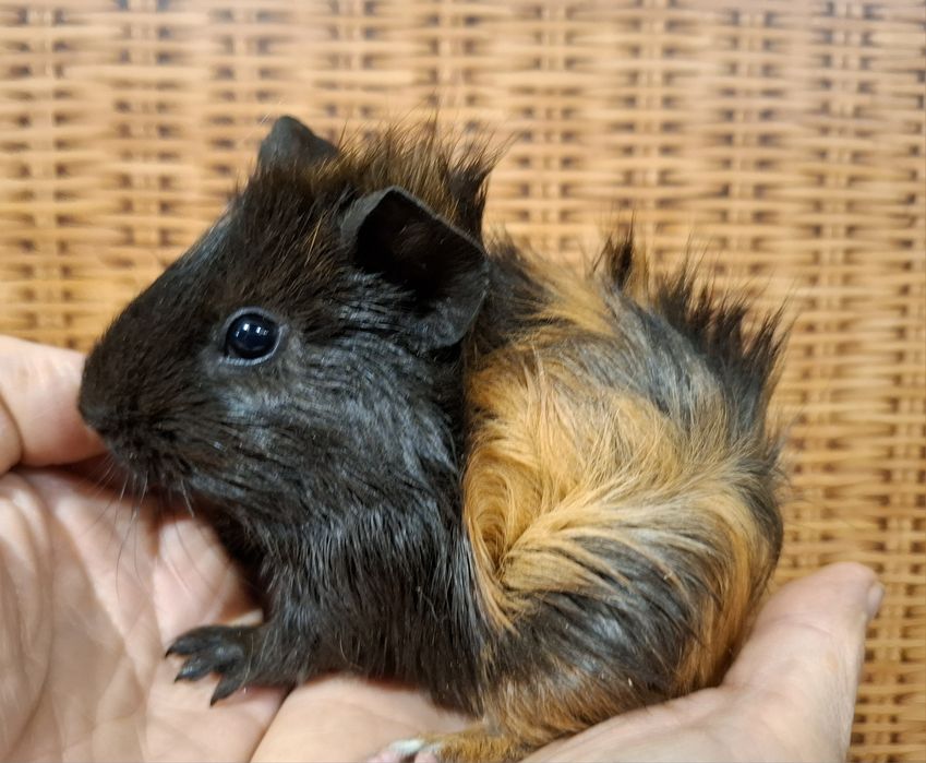 swinka, swinki morskie  maluchy