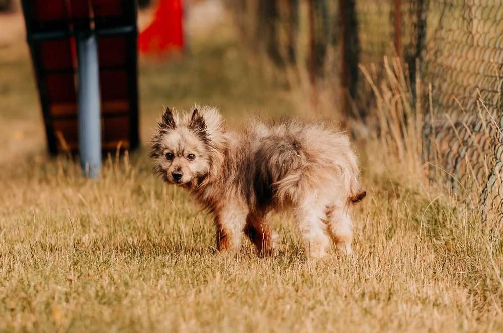 Brakuje mi kogoś kto pozwoli mi być jego psim przyjacielem - Simba