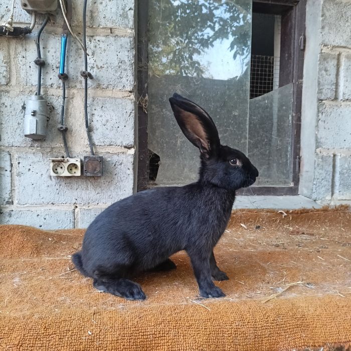 samice olbrzym srokacz czarny pełnobarwny