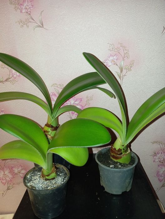 Кімнатні рослини