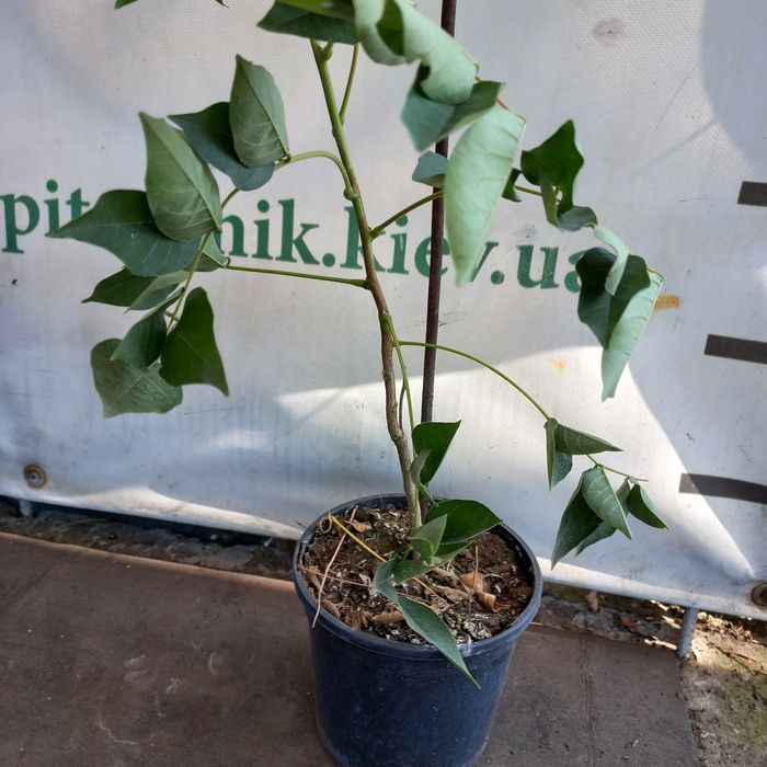 Продам Глицинию (Вистерия) 3 лет, в контейнере распродажа