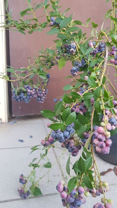 ЛОХИНА  високоросла 5років,плрдоносить ,різні сорти.