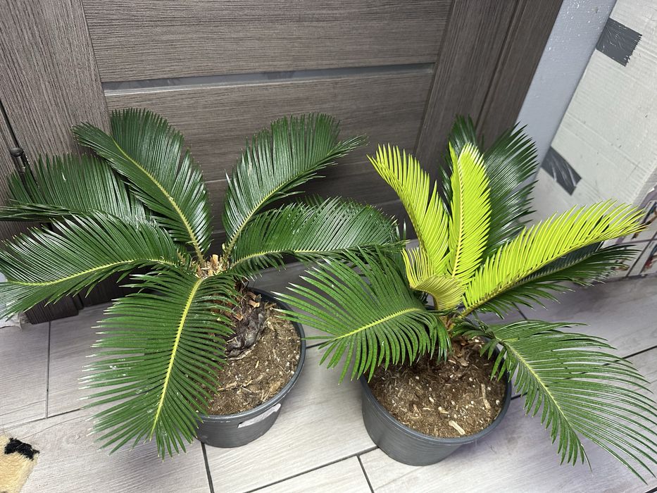 Цикас Фікус Фіалка Спатифілум  Сансівієрія Стреліція Лавр