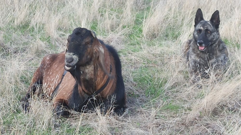 Англо-нубийский козел ( для вязки)
