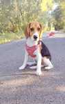 Szczeniak beagle
