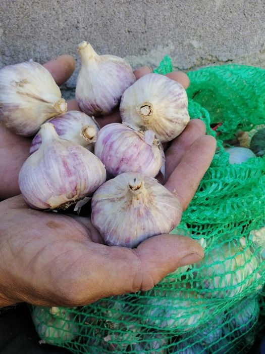 Продам зимовий часник Любаша.