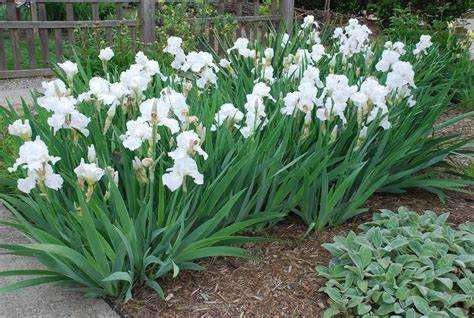 Iris germanica flor branca ou azul