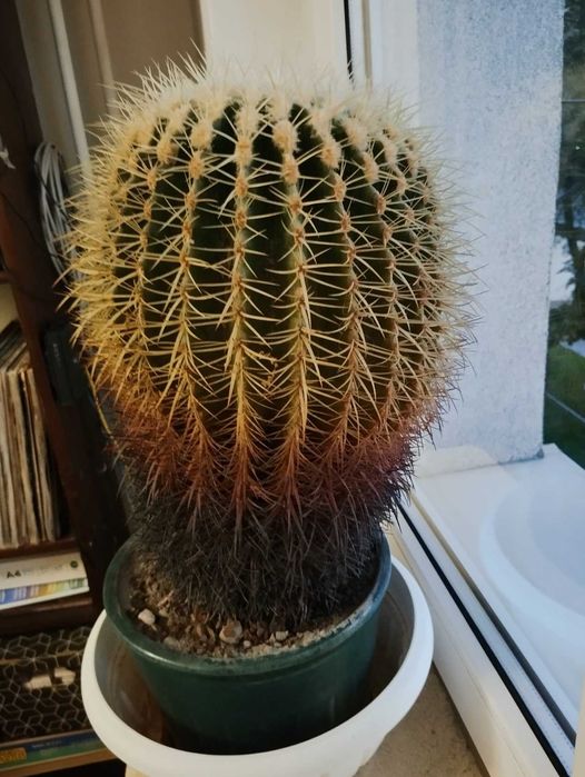Kaktus duży Echinokaktus grussoni