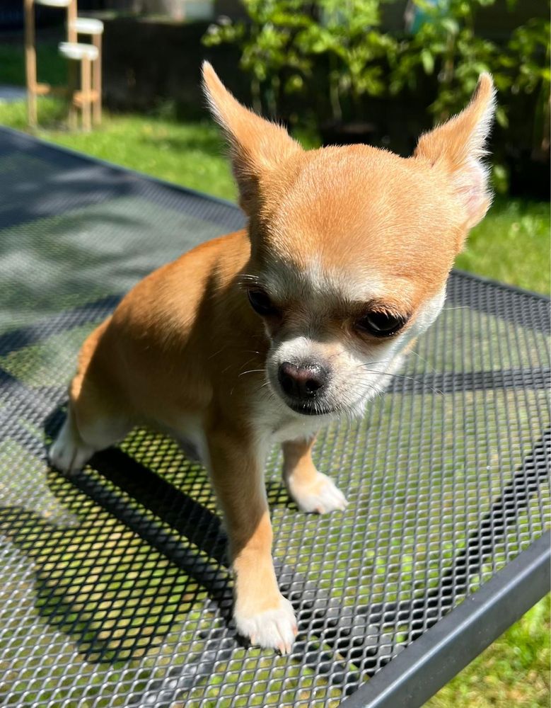 Śliczny mały piesek chihuahua paszport