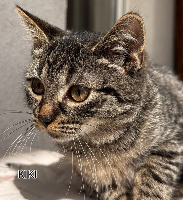 KIKI – delikatna sama o wielkim serduszku szuka swojego domku n