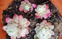 suculentas plantas