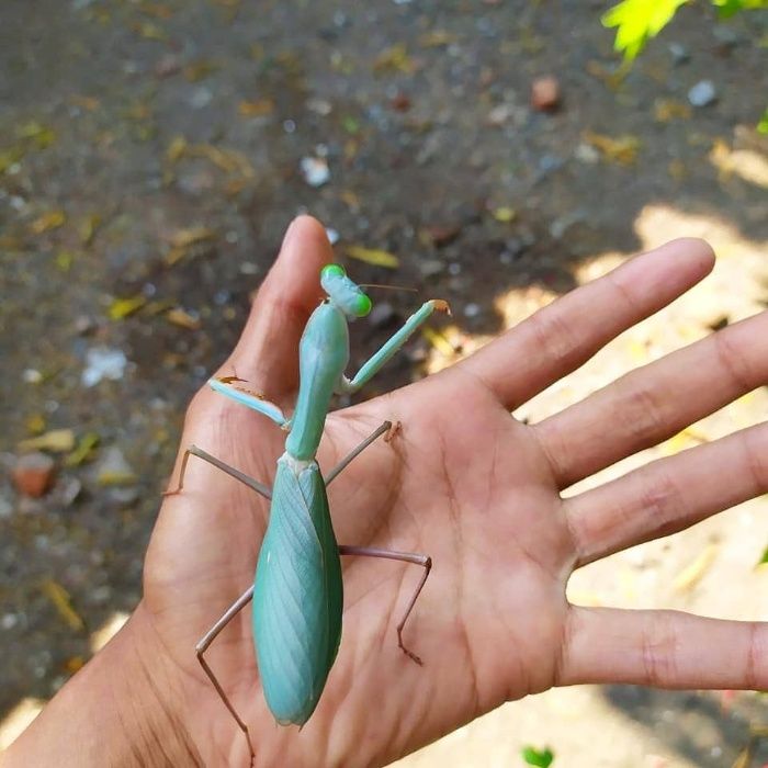 Hierodula sp Papua Piękna ogromna niebieska Modliszka