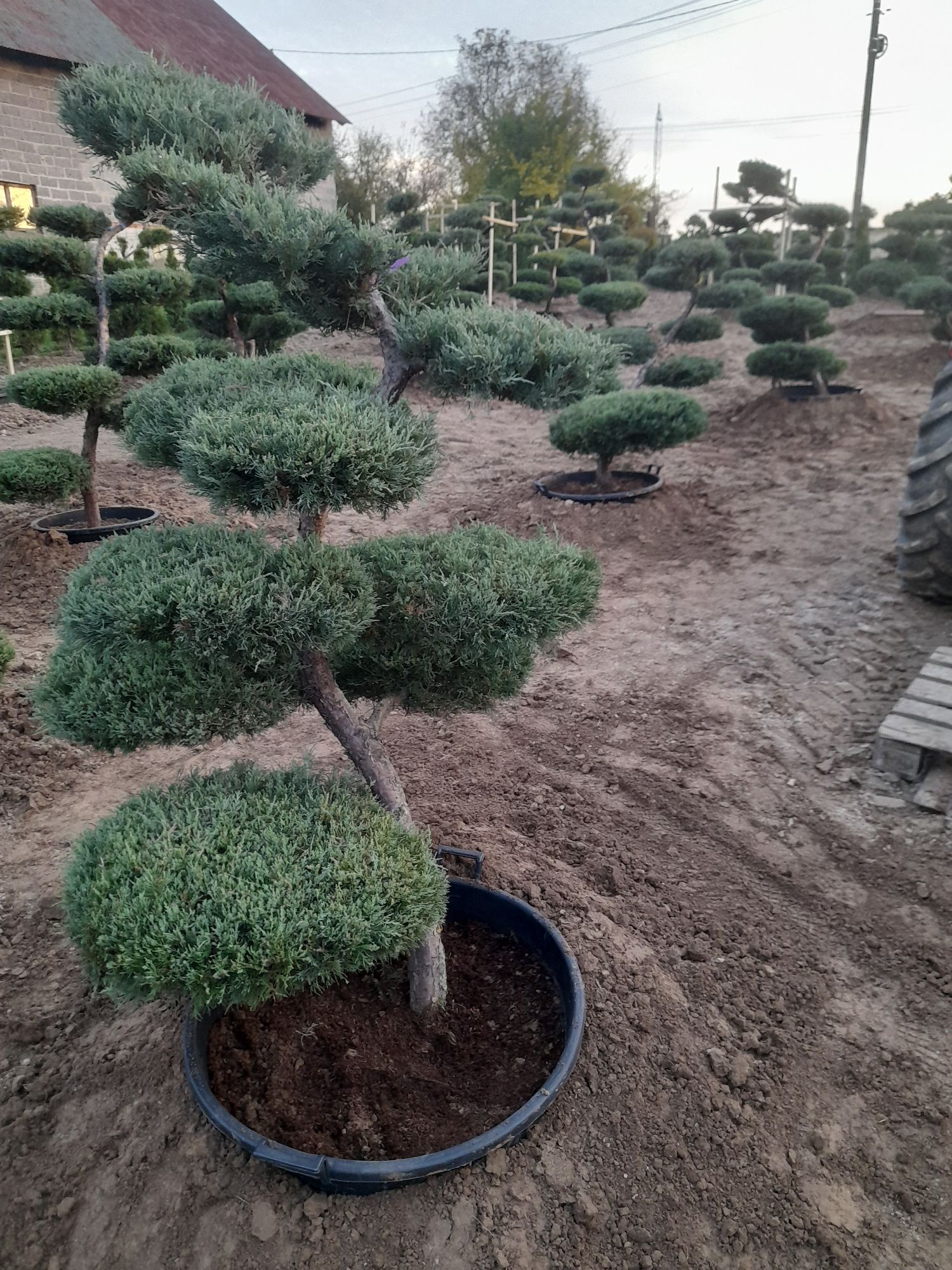 Bonsai ,jalowiec swierk sosna