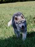 Piękna suczka siberian husky zkwp Fci