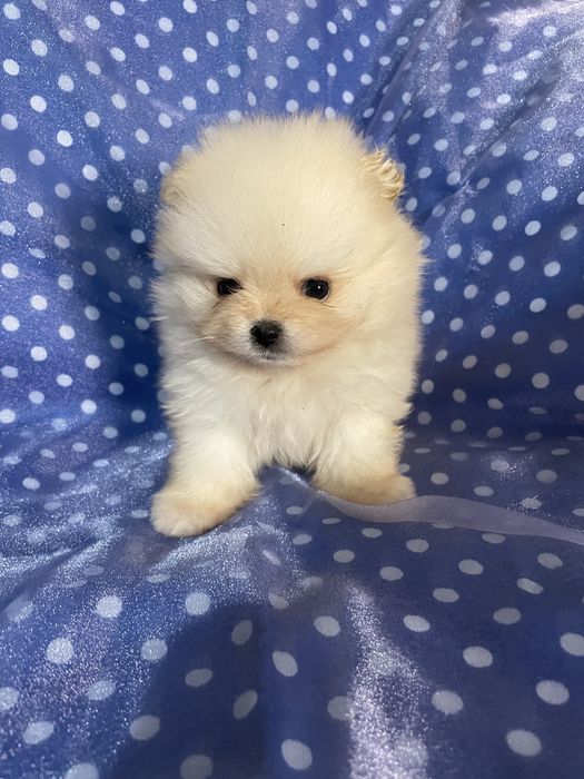 Замечательная Девочка | Мини Померанский Шпиц | Окрас Крем