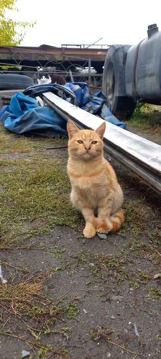 Віддам 3 кошенят в хороші руки