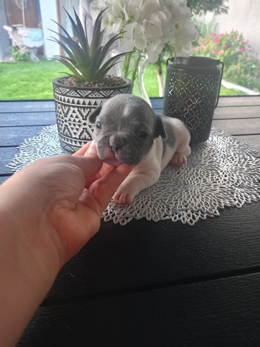 Buldog francuski