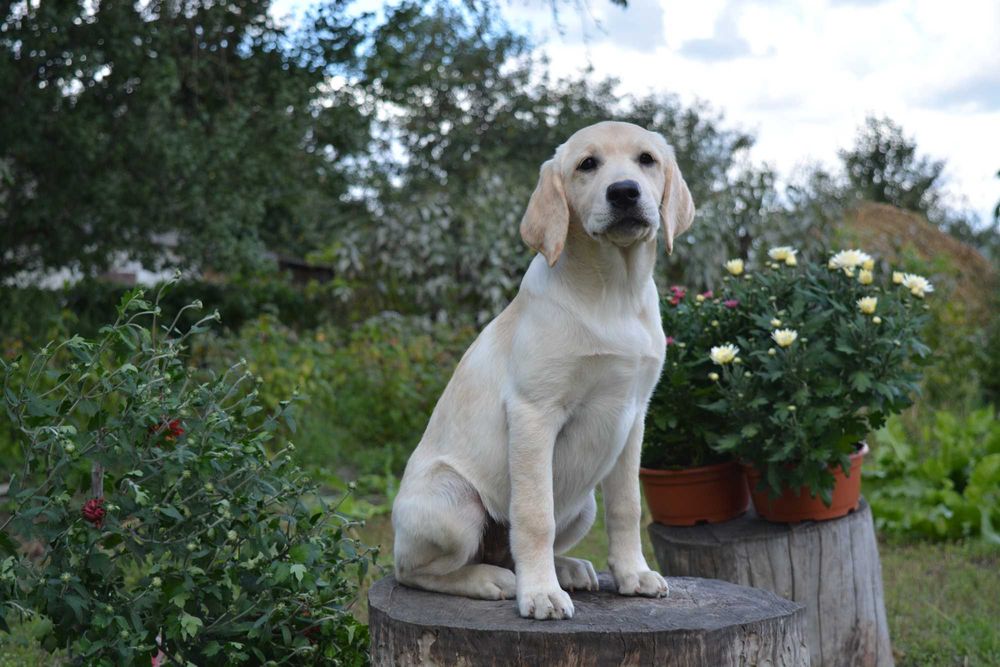 Щенки лабрадора шикарная родословная от Salutas