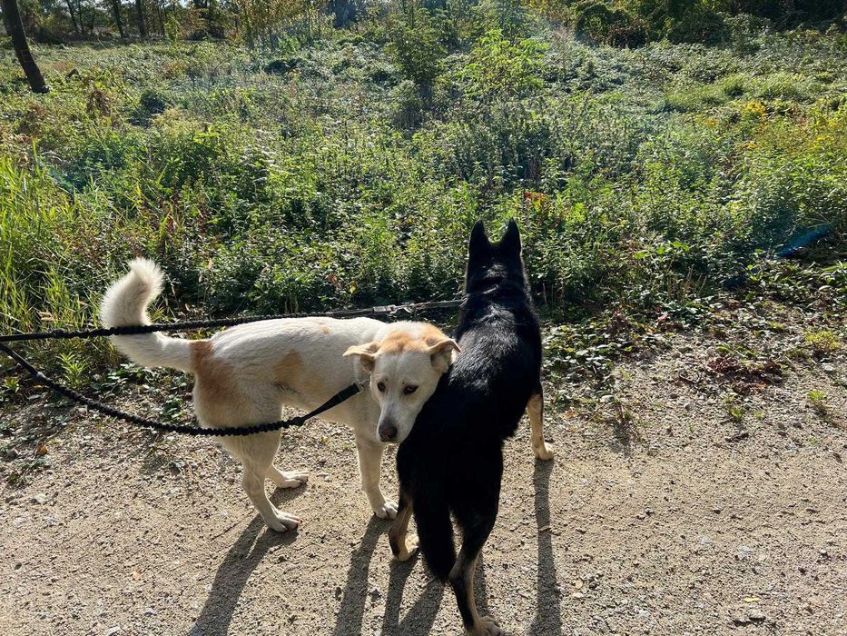 Sunia w typie labradora szuka domu na zawsze!