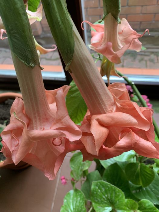 Бругмансия махровая белая розовая желтая