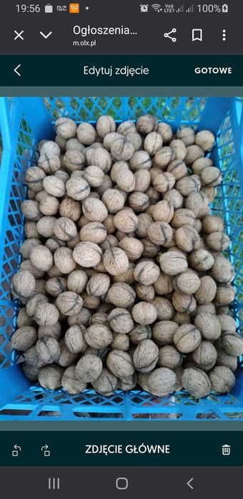 Orzechy włoskie tegoroczne