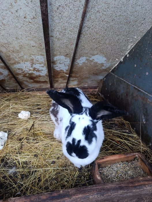 Króliki dorosłe 3-5 lat