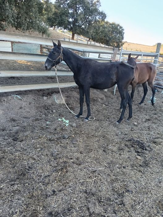 Vendo poldra lusitana