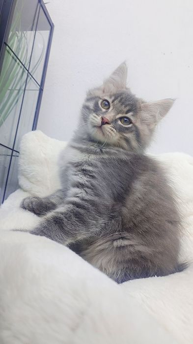 Kocurek syberyjski gotowy do odbioru